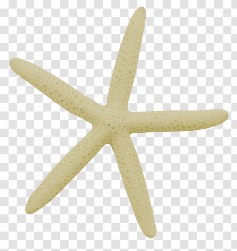 Starfish Seashell Beach Clip Art - Marine Invertebrates - Relax Transparent PNG