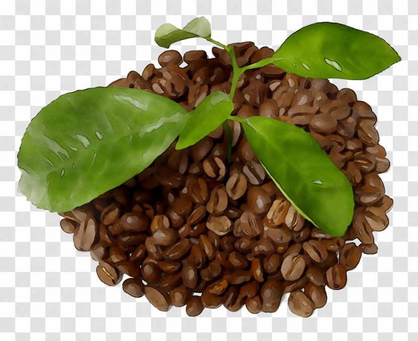 Coffee Photography Image Royalty-free - Flowerpot - Portrait Transparent PNG