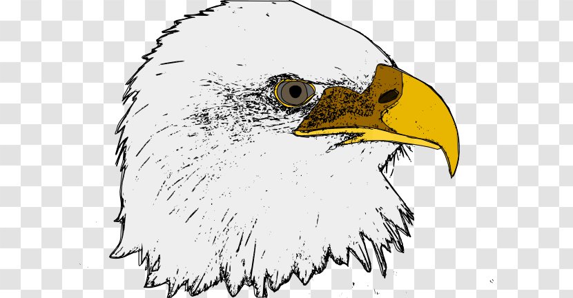 Bald Eagle Bird Clip Art Transparent PNG