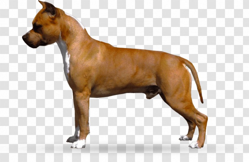 American Staffordshire Terrier Pit Bull Dog Breed - Puppy Transparent PNG