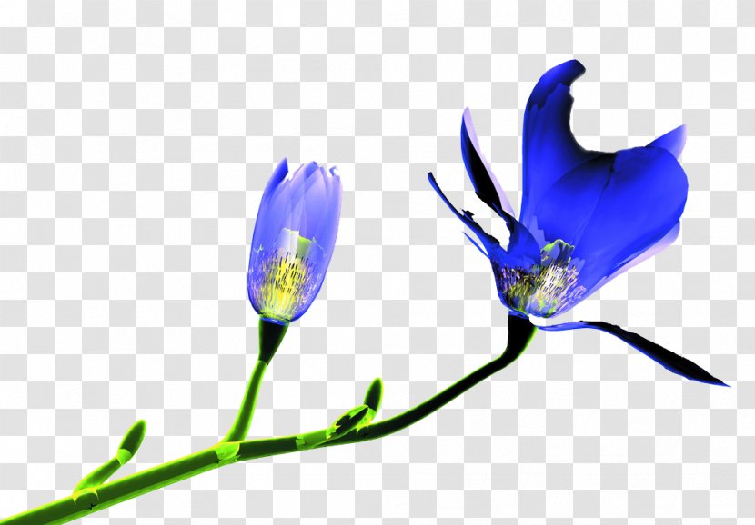Flower Tulip - Petal Transparent PNG