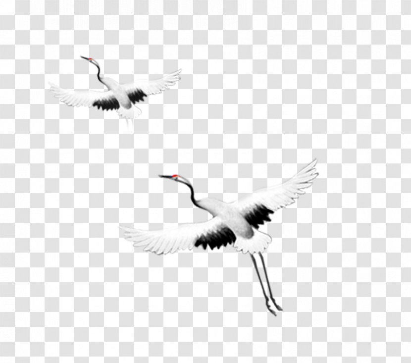 Crane Flight Bird Goose - Flying Transparent PNG