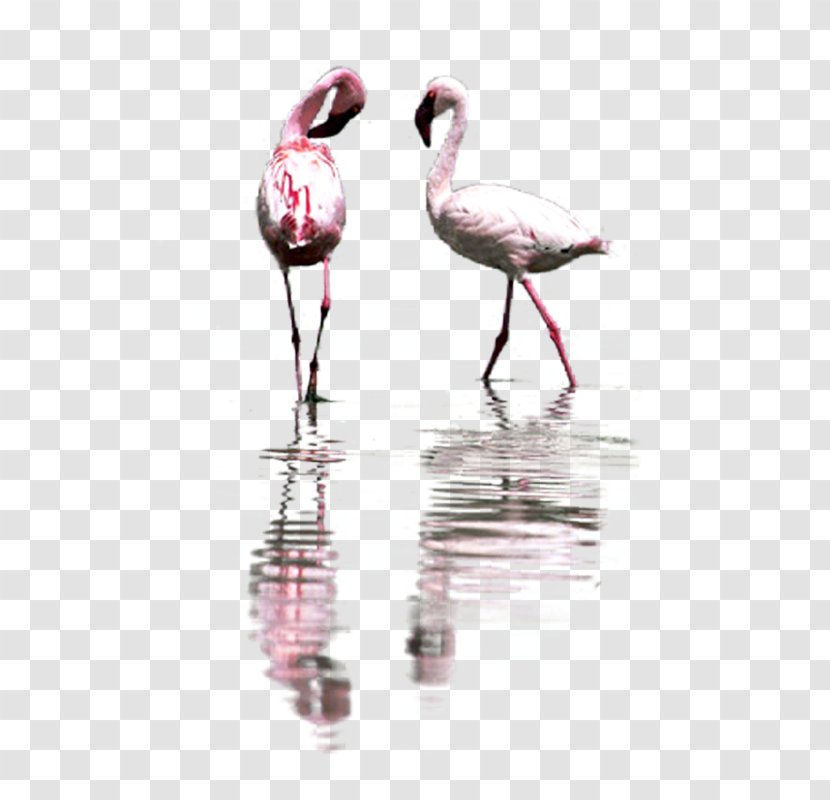 Bird Greater Flamingo Pelican Flamingos Great Herons - Hornbill Transparent PNG