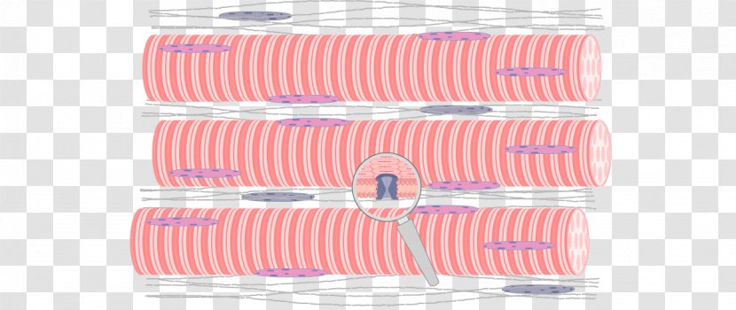 Skeletal Muscle Fascicle Anatomy Human Skeleton Transparent PNG