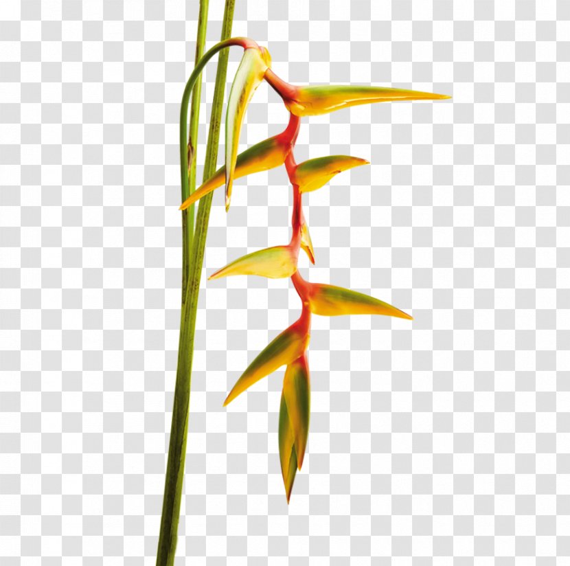 Flower Tropical Garden Plant Tropics - Bird Of Paradise - Flowers Transparent PNG