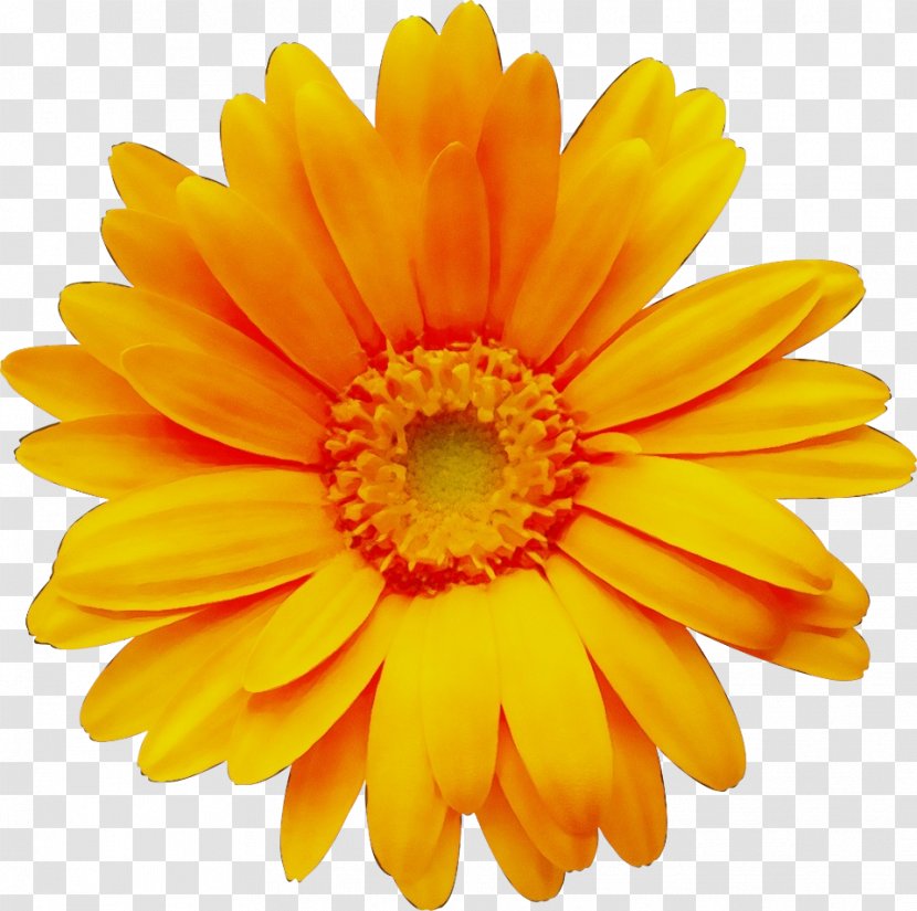 Orange - Wet Ink - Calendula Flowering Plant Transparent PNG