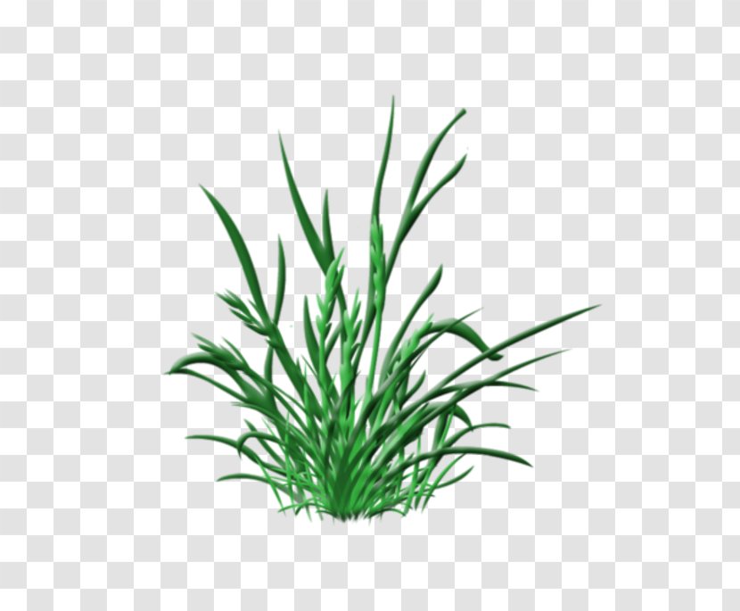 Plant Clip Art - Herbaceous Transparent PNG
