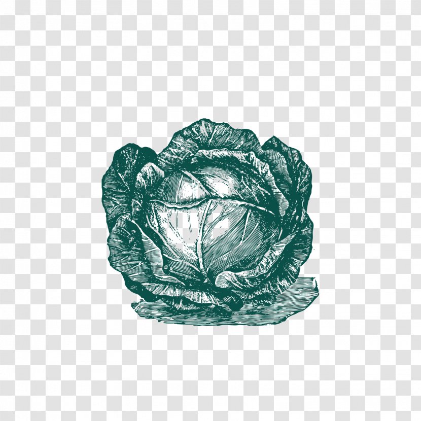 Cabbage Cauliflower Vegetable - Food - Pull The Free Download Transparent PNG