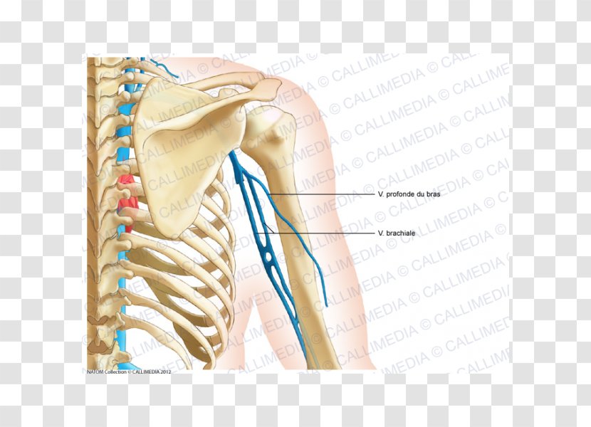 Shoulder Bone Coronal Plane Anatomy Neck - Heart - Arm Transparent PNG