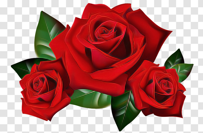 Garden Roses Transparent PNG