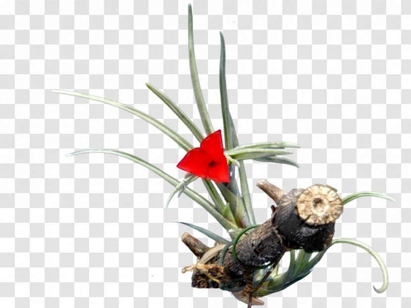 Tillandsia Cacticola Juncea Flower Bromeliads Albertiana Transparent PNG