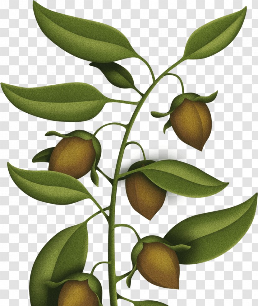 Moisturizer Fruit Tree Skin Nut Allergy - Jojoba Transparent PNG