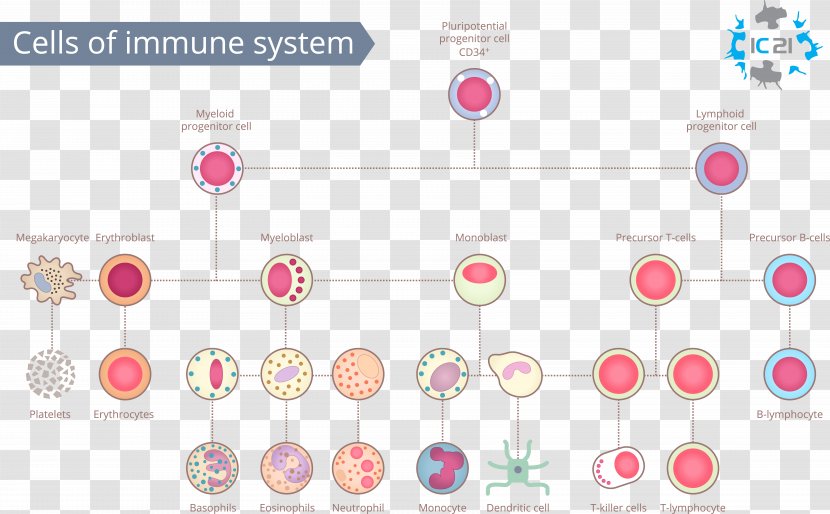 Immune System White Blood Cell Immunity Human Body - B - Unhealthy Transparent PNG