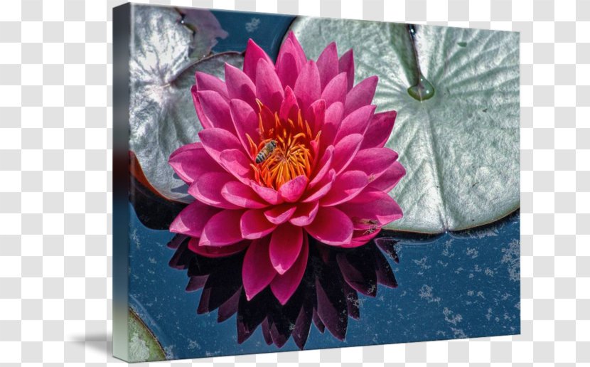 Dahlia Floral Design Chrysanthemum Petal Transparent PNG