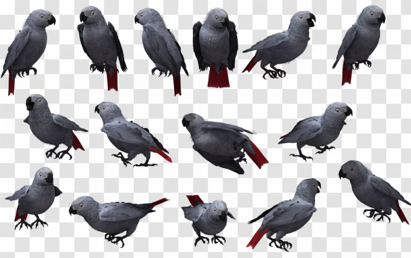 American Crow Bird Grey Parrot - Organism Transparent PNG