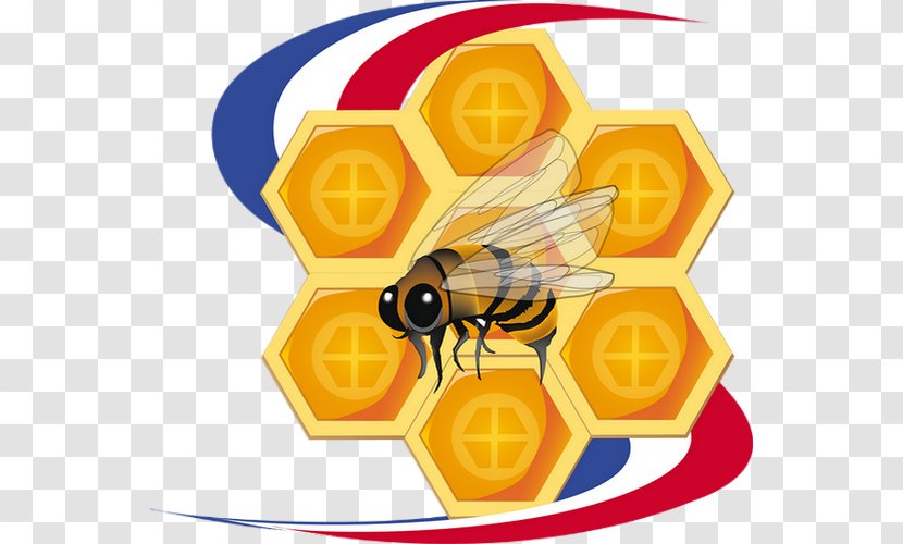 Honey Bee Honeycomb - Invertebrate Transparent PNG