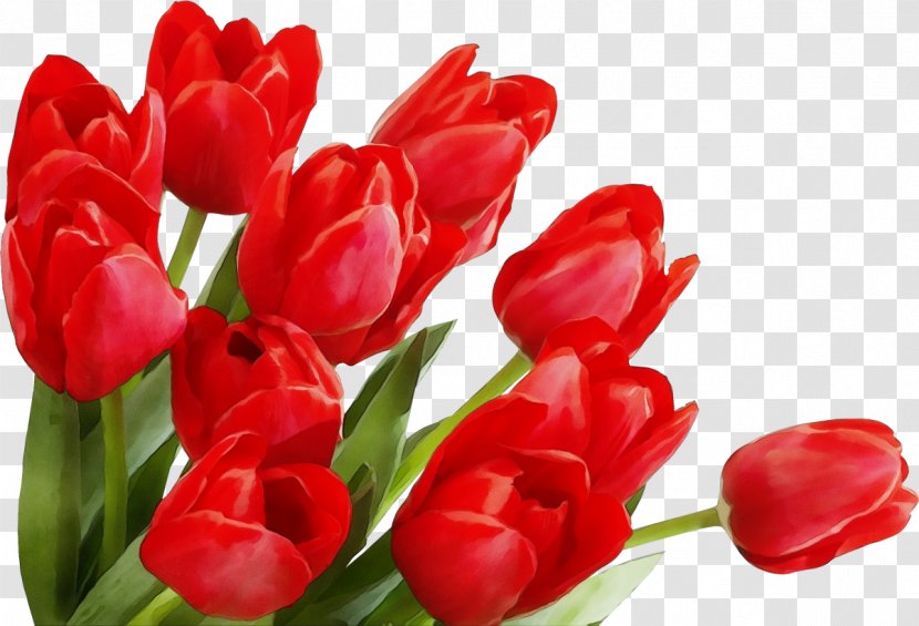 Flowering Plant Flower Tulip Red Petal - Stem - Lily Family Transparent PNG