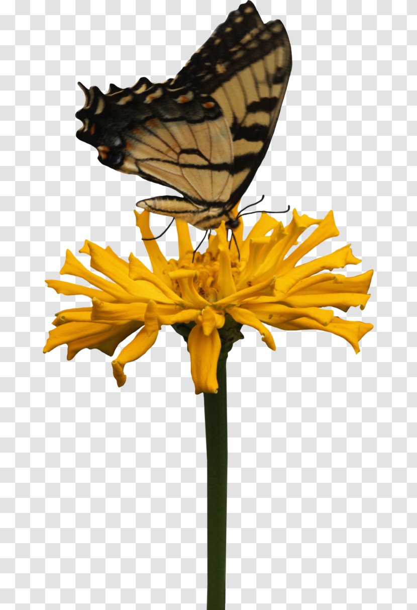 Butterfly Printing Yellow - Nectar Transparent PNG