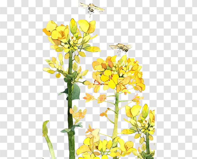 Yushui Flower Illustration - Floral Design - Twenty-four Fan Trade WindsRainA Cauliflower Hou Transparent PNG