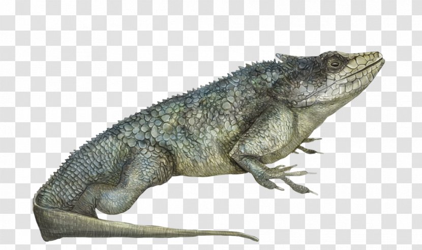 Common Iguanas Chameleons Dragon Lizards Amphibian Crocodiles Transparent PNG