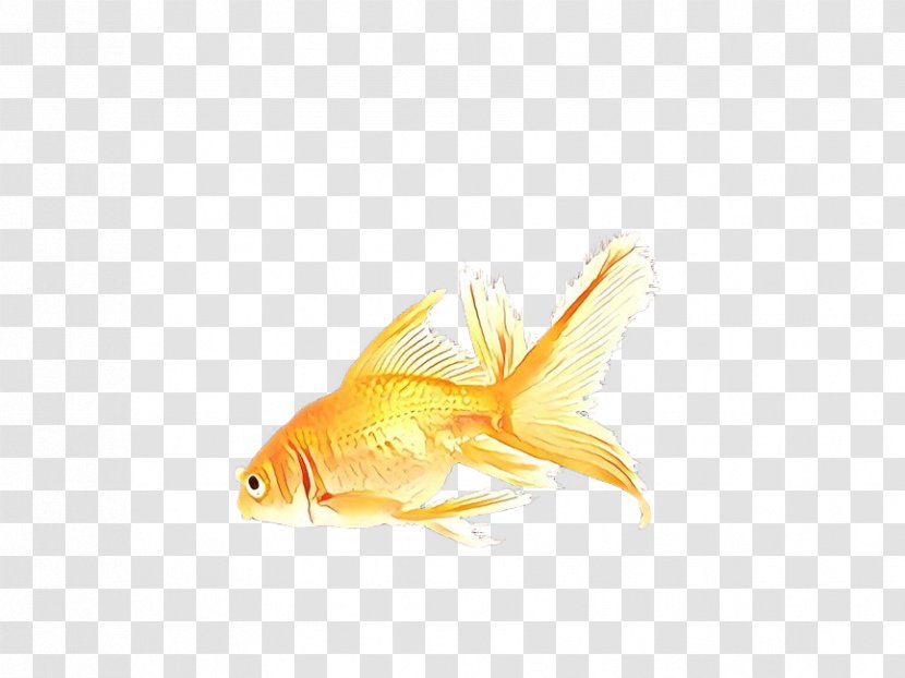 Fish Cartoon - Cyprinidae Koi Transparent PNG