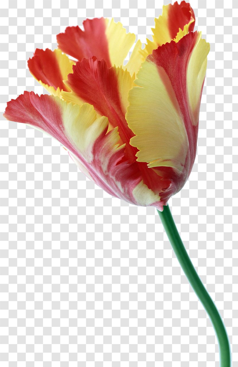 Tulip Flower Plant Stem Liliaceae - Seed Transparent PNG