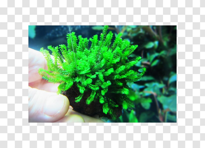 Buce Aquarium Aquarienpflanze Aquatic Plants - Moss Transparent PNG