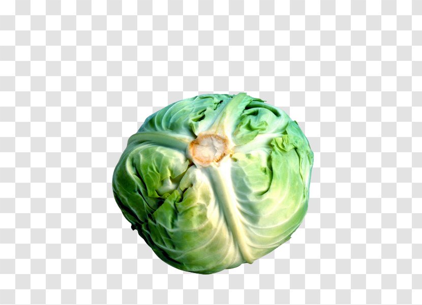Cabbage Cauliflower Broccoli Brussels Sprout Vegetable - Picture Material Transparent PNG
