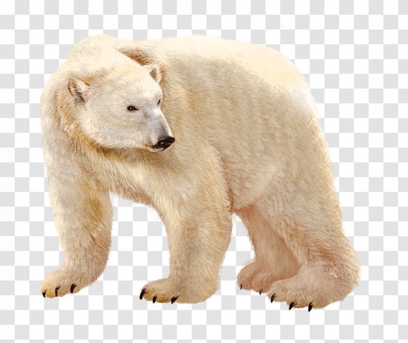 Polar Bear Brown Illustration - Tree Transparent PNG
