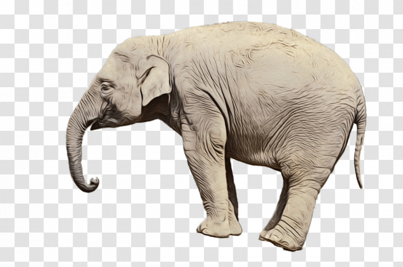 Indian Elephant Transparent PNG