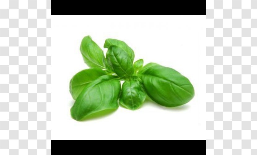 Basil Pesto Spice Herb Tea - Flavor - Toga Transparent PNG