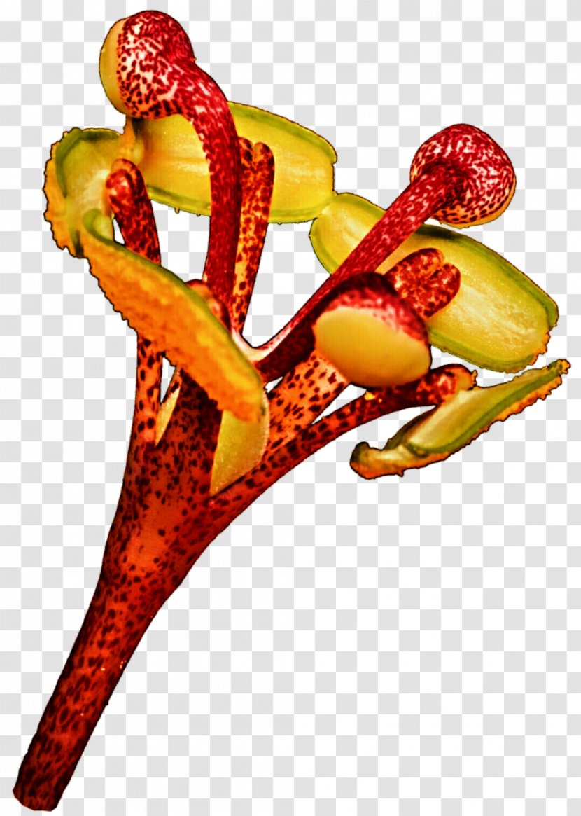 Fruit - Food - Passion Flower Transparent PNG