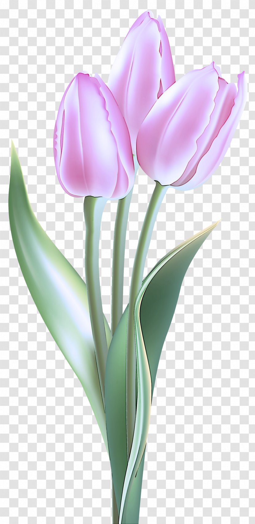 Flower Tulip Flowering Plant Petal - Tulipa Humilis - Lily Family Transparent PNG