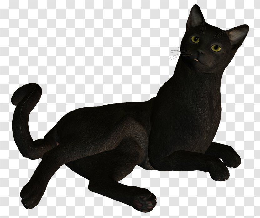 Black Cat Bombay Korat Domestic Short-haired Image - Postgraduate Transparent PNG
