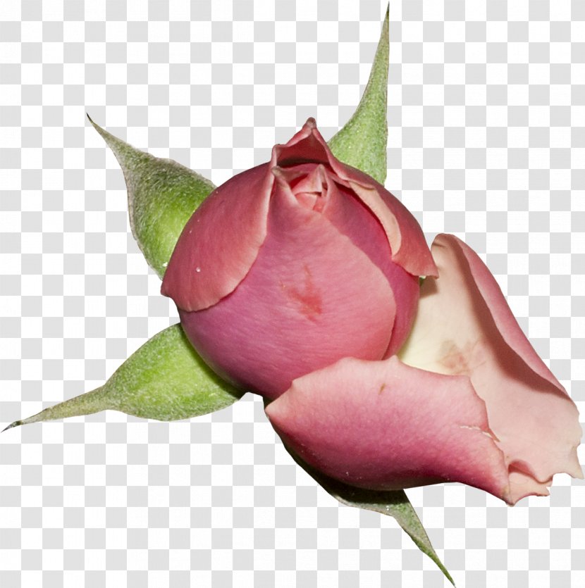 Garden Roses Clip Art Cut Flowers Cabbage Rose - Flower Transparent PNG