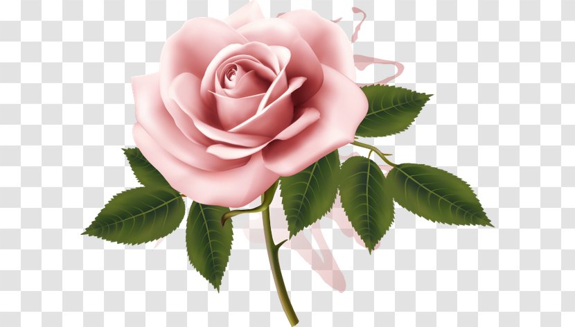 Garden Roses Pink Watercolor Painting - Petal - Design Transparent PNG