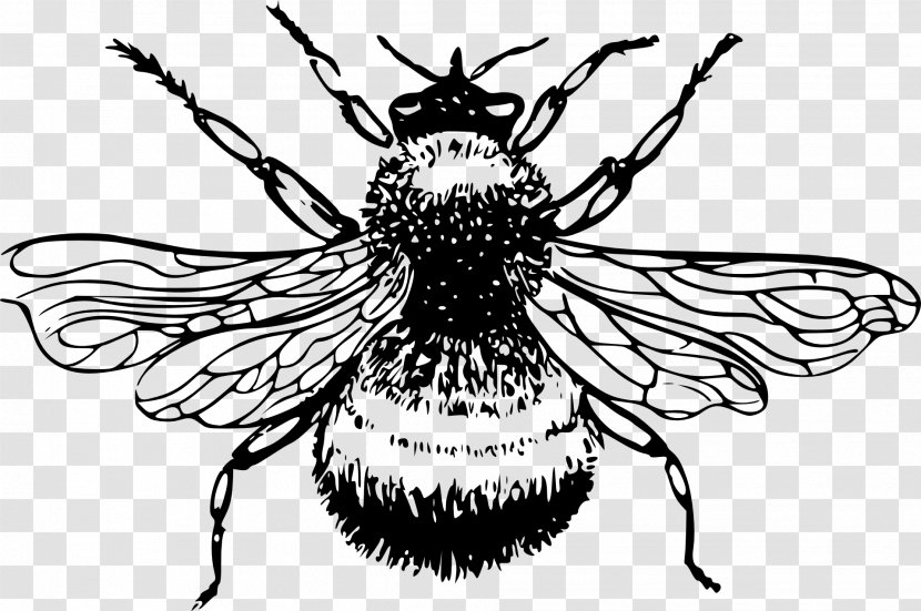 European Dark Bee Insect Bombus Lucorum Black And White - Flower Transparent PNG