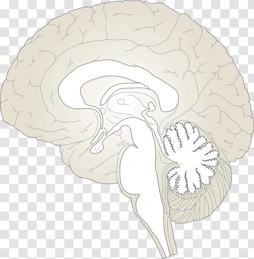 Human Brain Drawing Clip Art - Tree - Model Transparent PNG
