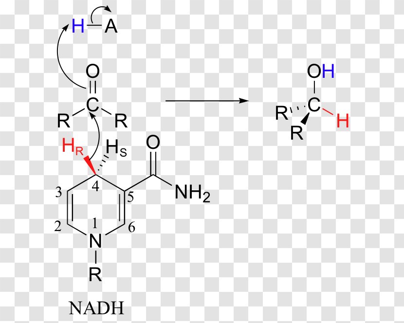 Nicotinamide Adenine Dinucleotide Redox Atom Nitrogen Pyridine - Diagram - Number Transparent PNG