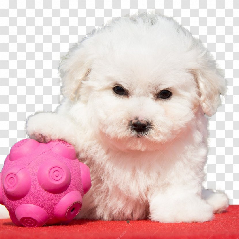 Bolonka Cavachon Puppy Breed - Schnoodle - Do Not Touch My Ball Transparent PNG