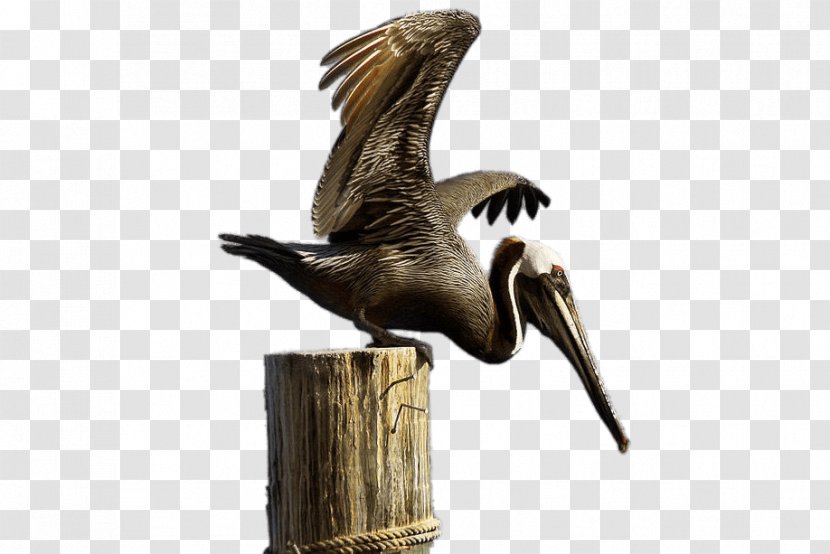 Brown Pelican Sticker - Bird - Pelicano Transparent PNG