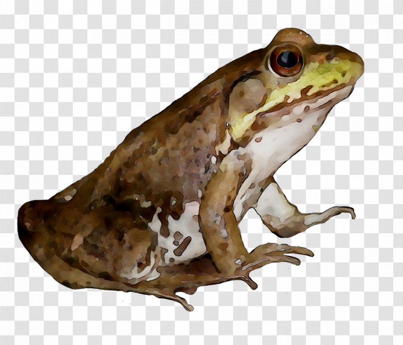 American Bullfrog True Frog Toad Reptile - Eleutherodactylus Transparent PNG