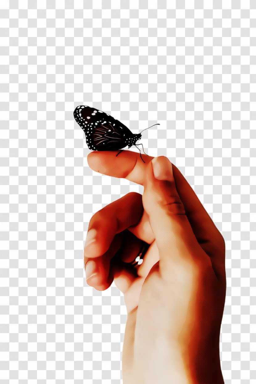 Monarch Butterfly - Nail - Pollinator Transparent PNG