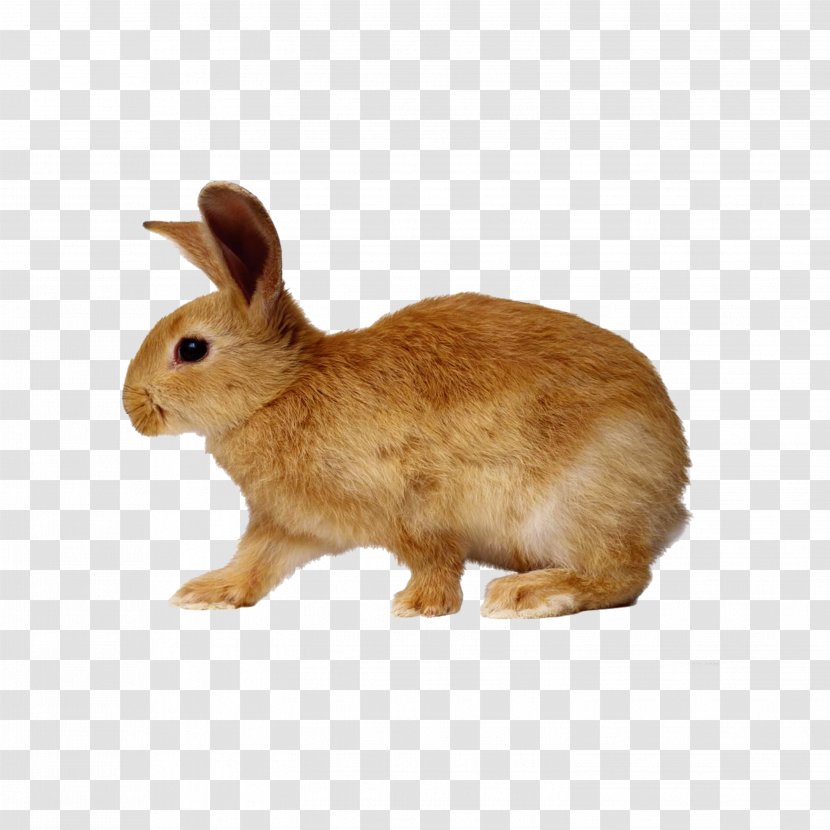 Domestic Rabbit Hare Netherland Dwarf Rex Transparent PNG