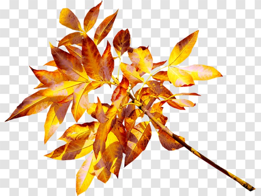 Twig Leaf Branch Abscission Clip Art - Gold Transparent PNG