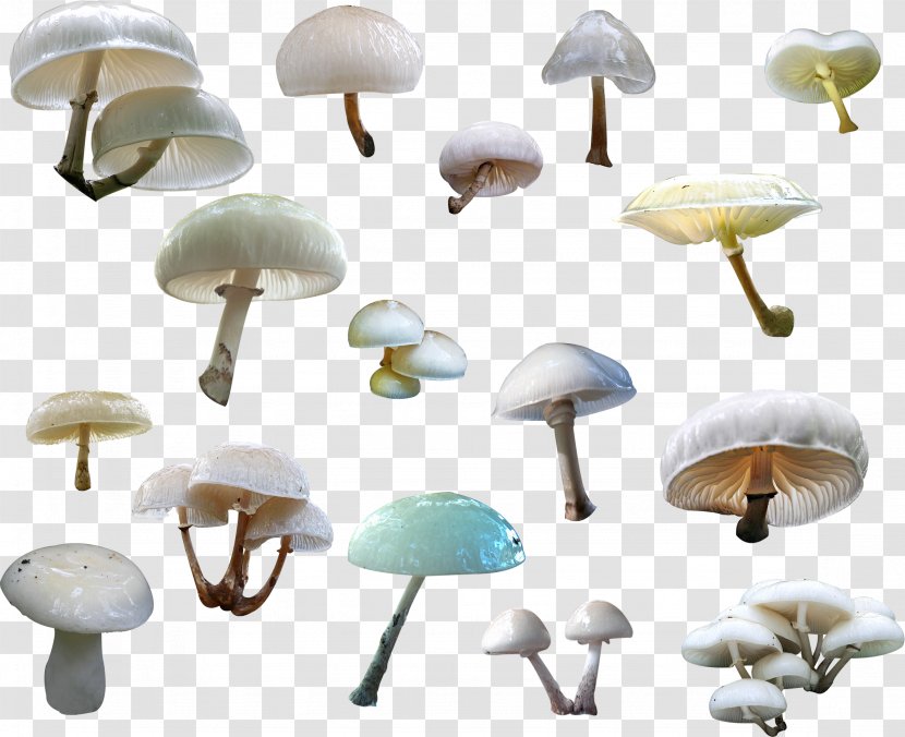 Agaricus Bank Fungus Clip Art - Kaya Scodelario Transparent PNG