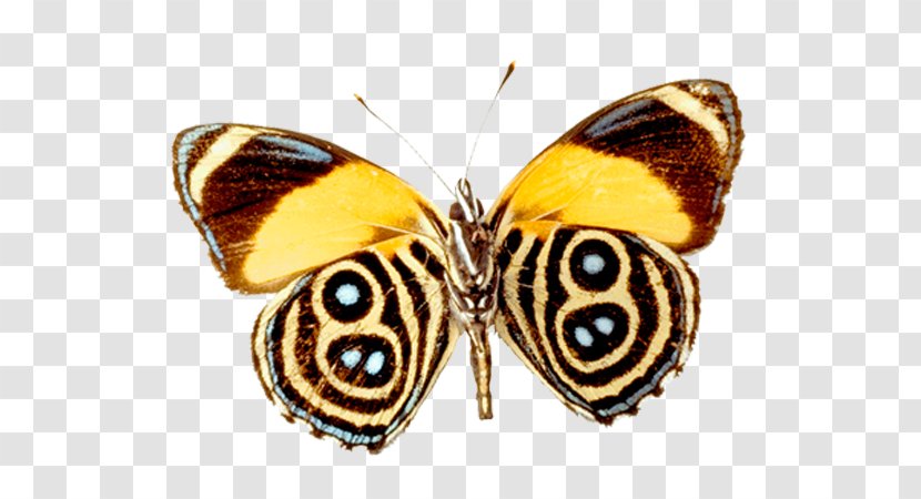 Butterfly Nymphalidae Pieridae - Painting Transparent PNG