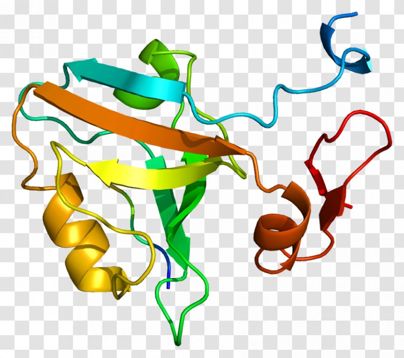 DLG4 Protein Postsynaptic Density Synapse Neuroligin - Tree - Silhouette Transparent PNG