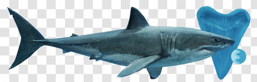 Tiger Shark Great White Lamnidae Requiem Sharks Transparent PNG