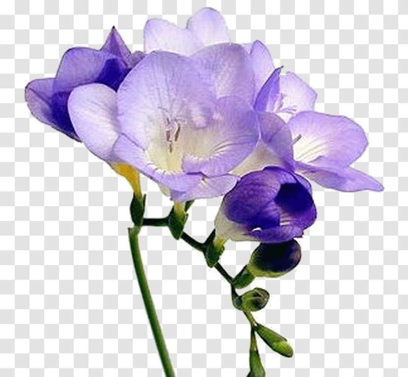Sweet Pea Flower - Rose - Viola Moth Orchid Transparent PNG